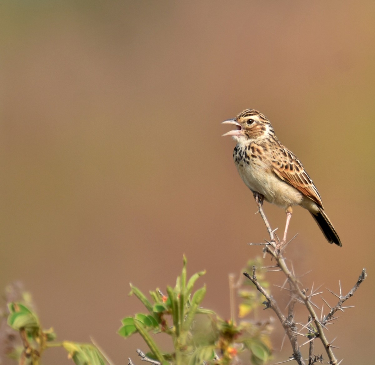 Indian Bushlark - Dr. Chetna Ugale