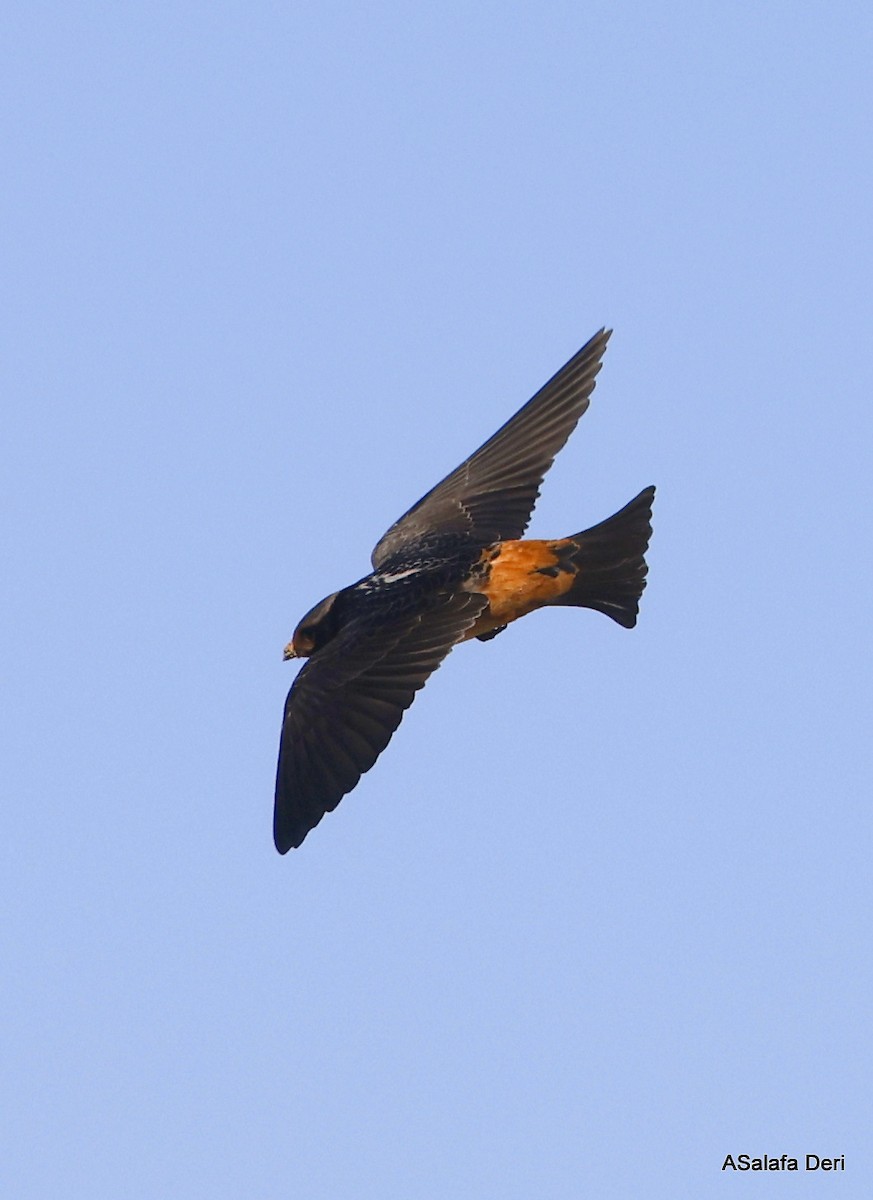 South African Swallow - ML514892931