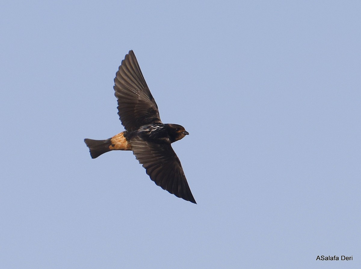 South African Swallow - ML514892951