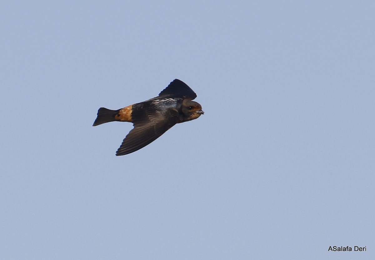 South African Swallow - ML514892961
