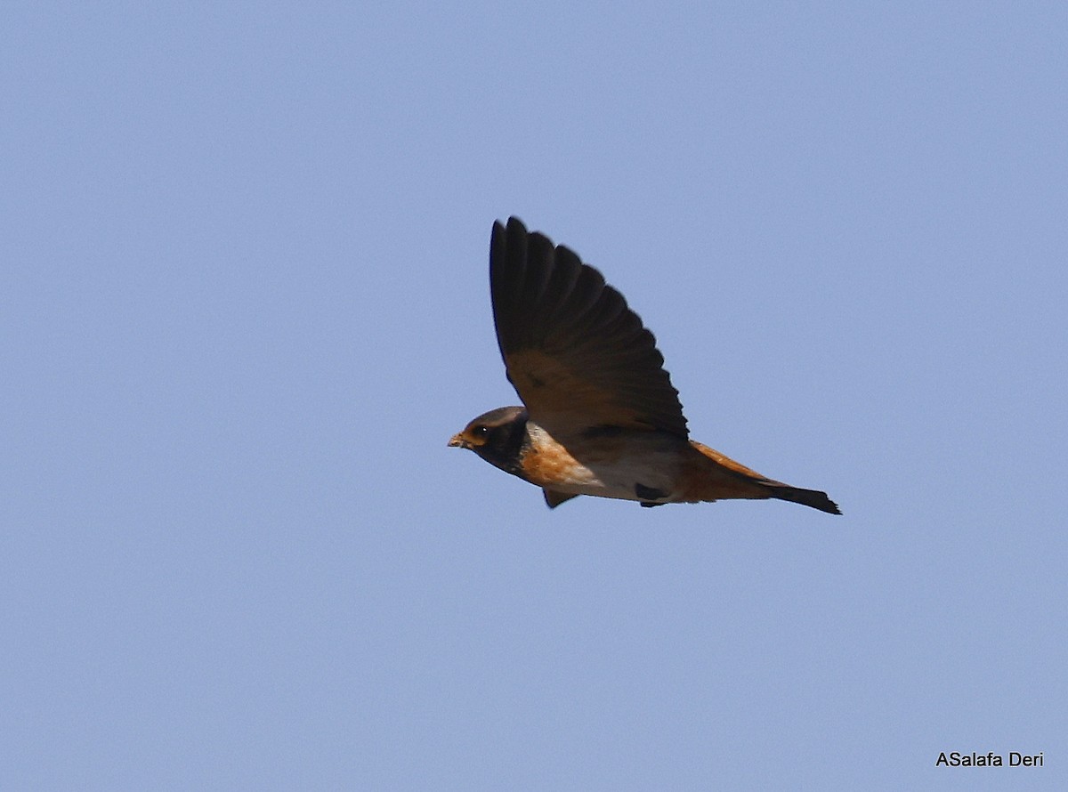 South African Swallow - ML514892971