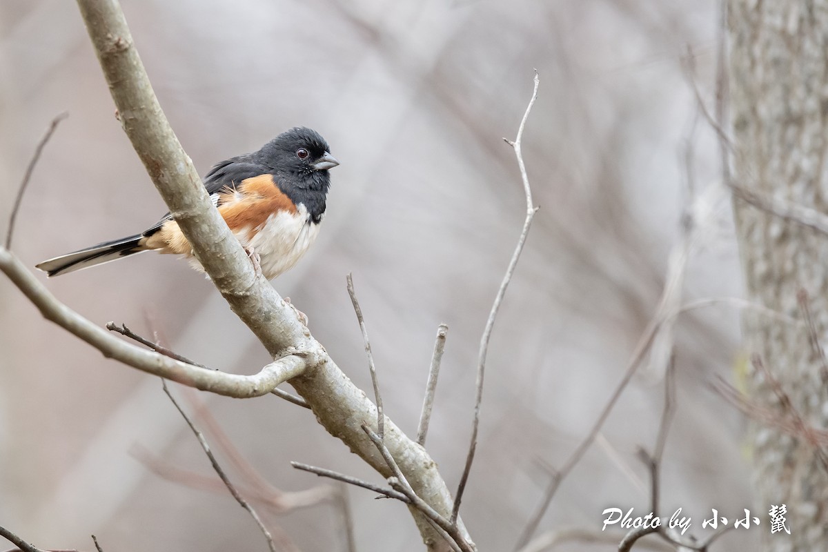 Eastern Towhee - ML514893511
