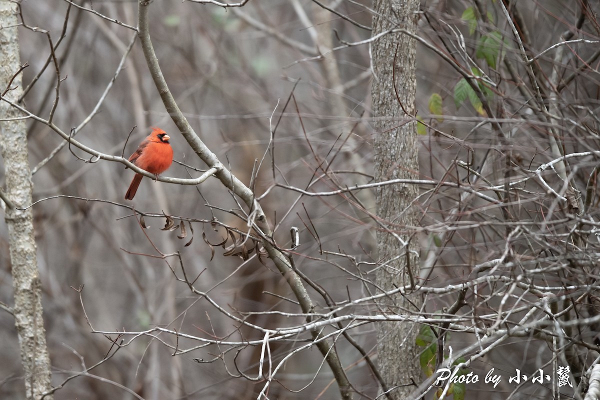 Northern Cardinal - ML514893551