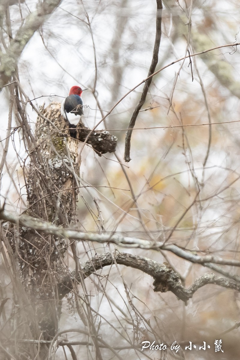 Red-headed Woodpecker - ML514893681