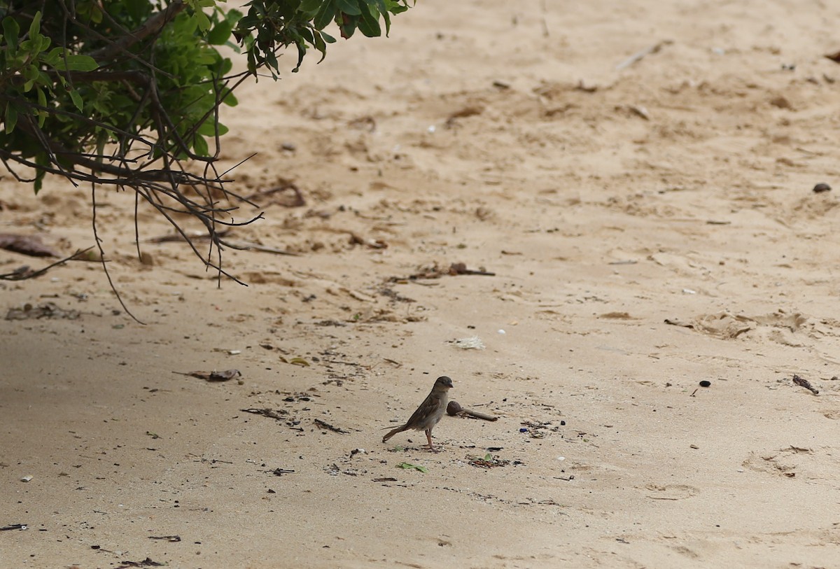 House Sparrow - ML514893851