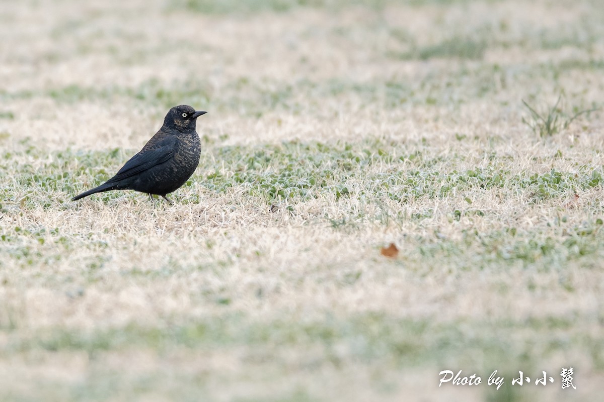 Rusty Blackbird - ML514893911