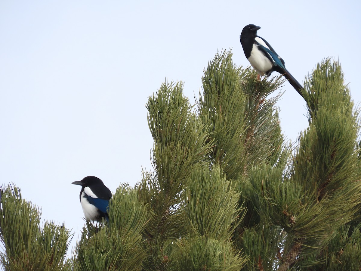 Black-billed Magpie - ML514894131