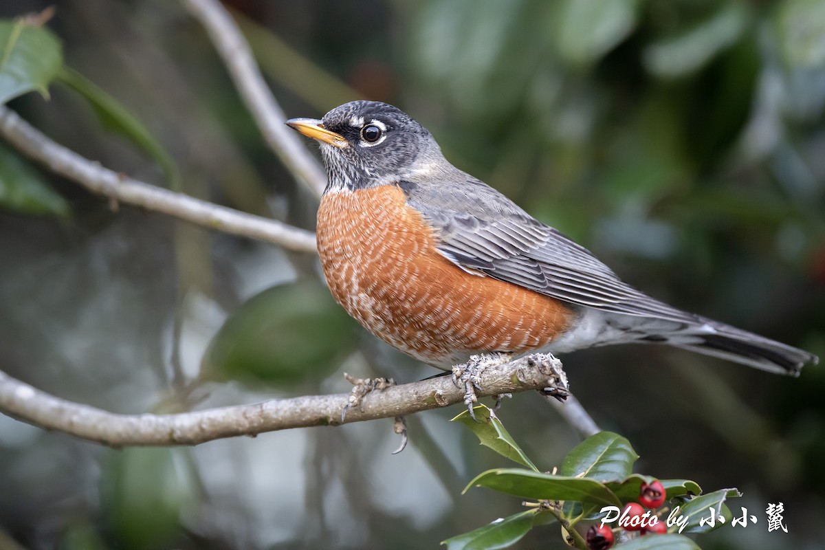 American Robin - ML514894621