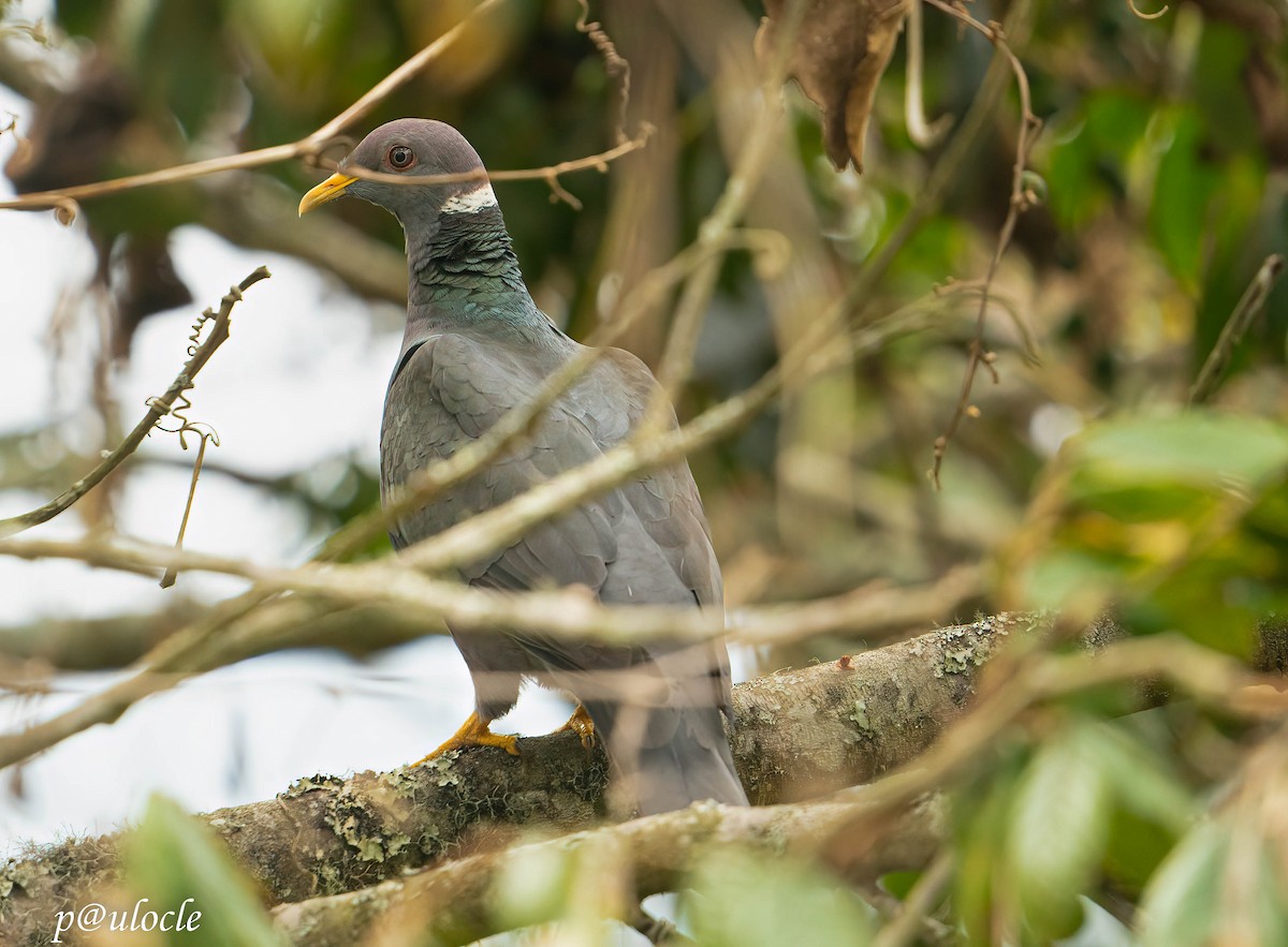 Band-tailed Pigeon - ML514894741