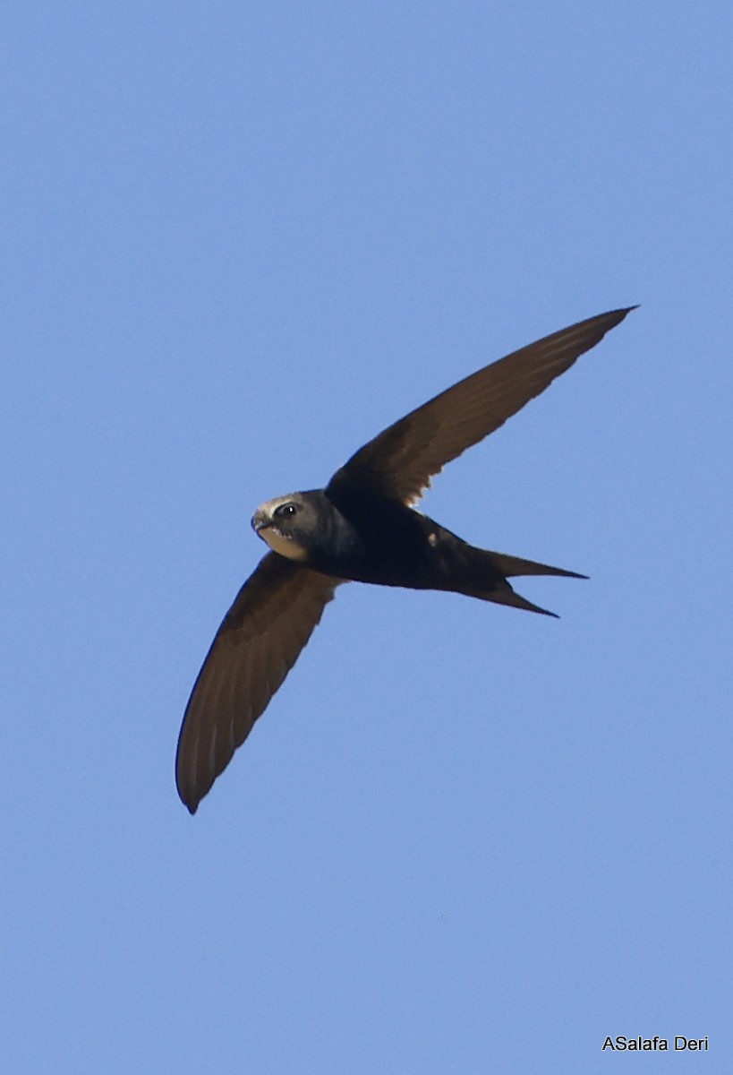 White-rumped Swift - ML514894751