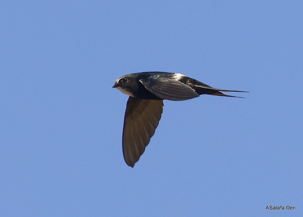 White-rumped Swift - ML514894761