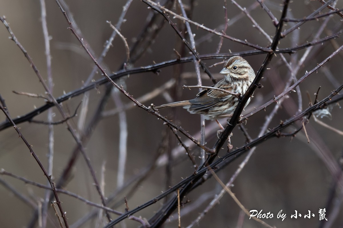 Song Sparrow - ML514894791