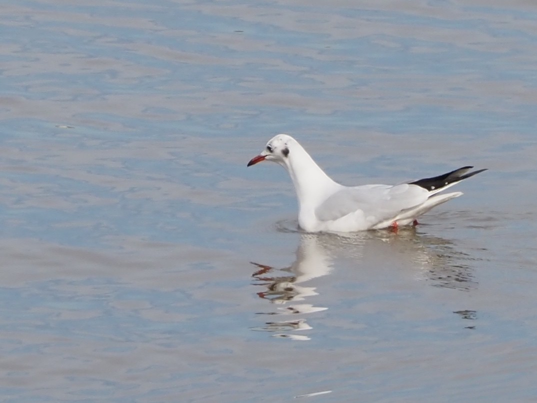 Black-headed Gull - ML514895281