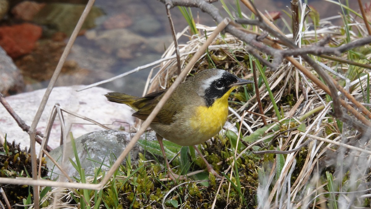 Common Yellowthroat - ML514896821