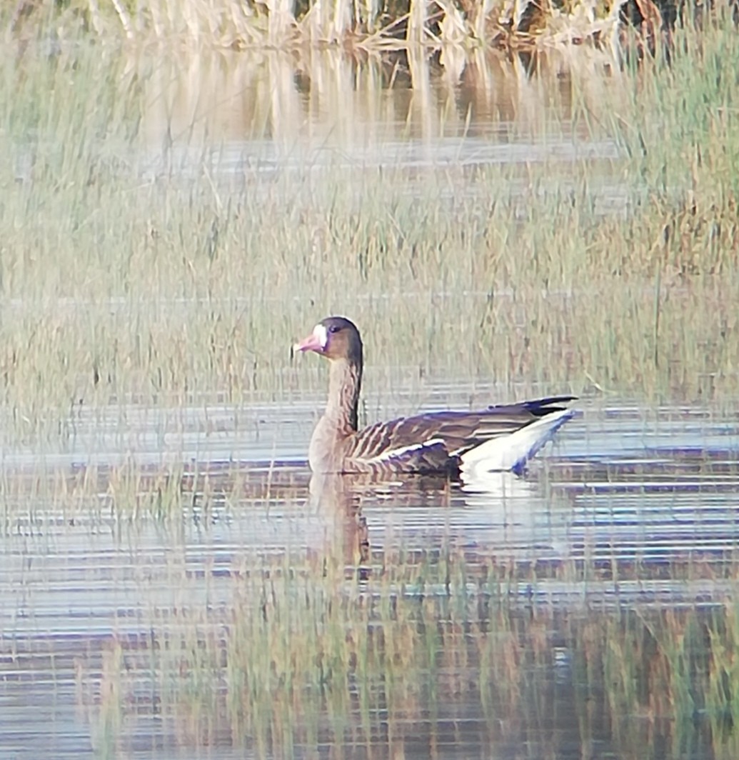 Greater White-fronted Goose - Clément Deroulez