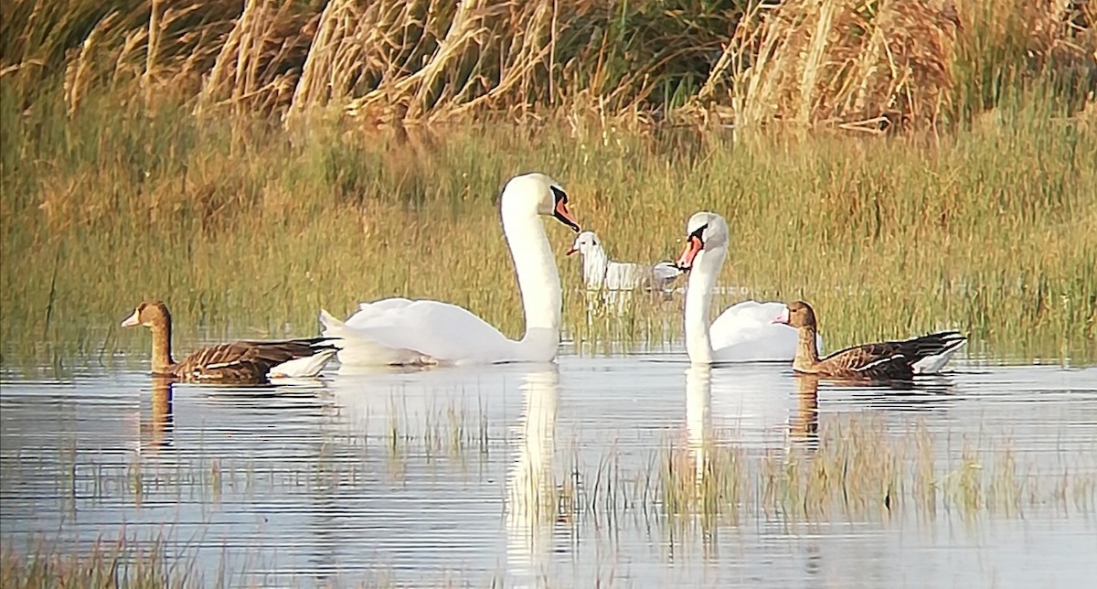 Greater White-fronted Goose - Clément Deroulez