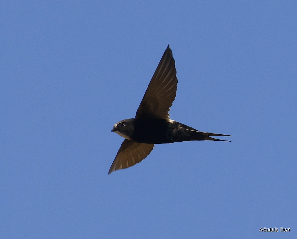 White-rumped Swift - ML514898291