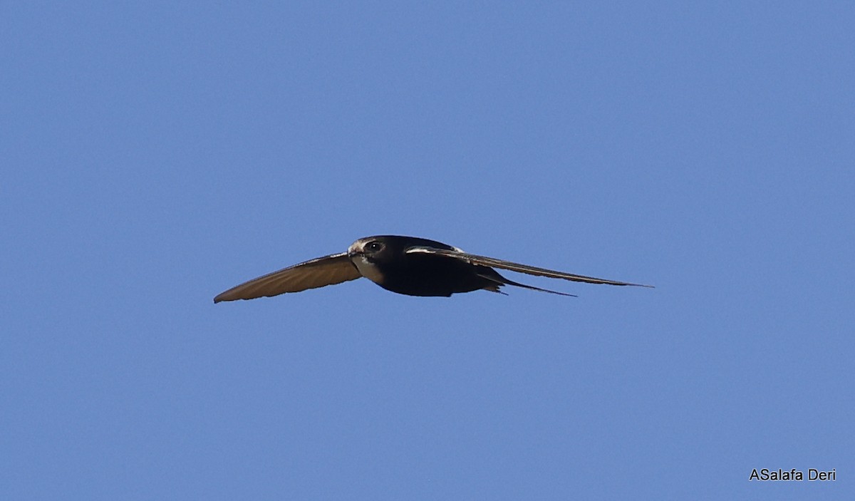 White-rumped Swift - ML514898301