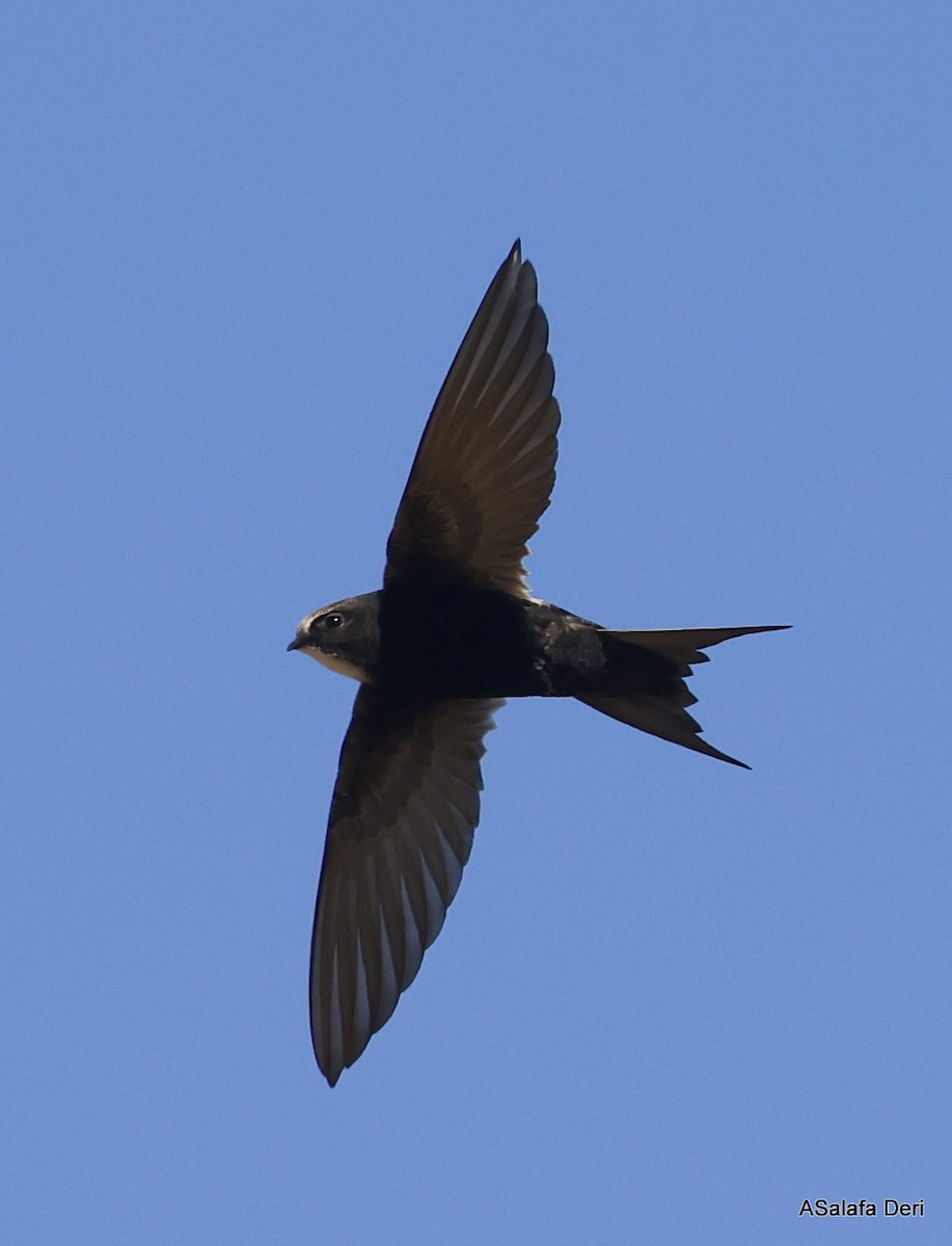 White-rumped Swift - ML514898321