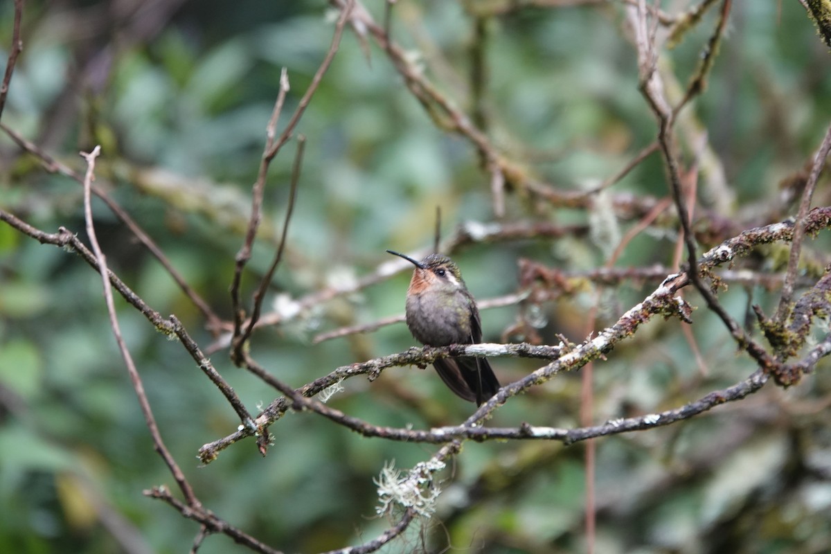 Amethyst-throated Mountain-gem - Kurt Radamaker