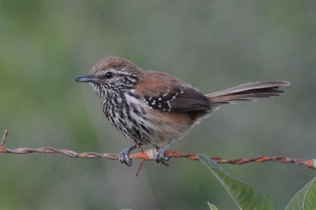 Rusty-backed Antwren - Alain Rouge