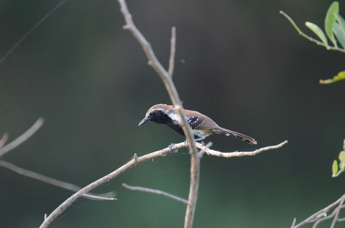 Rusty-backed Antwren - Alain Rouge