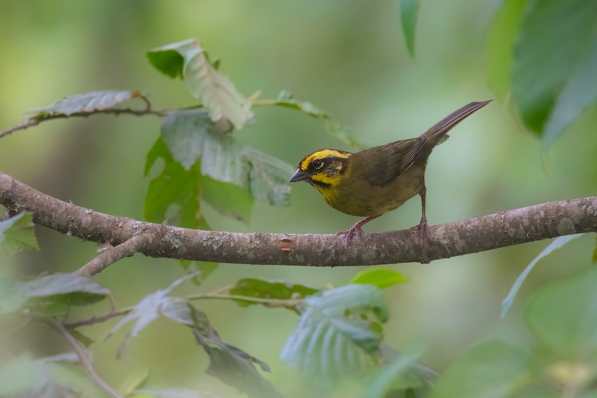 Yellow-striped Brushfinch - Pablo Re