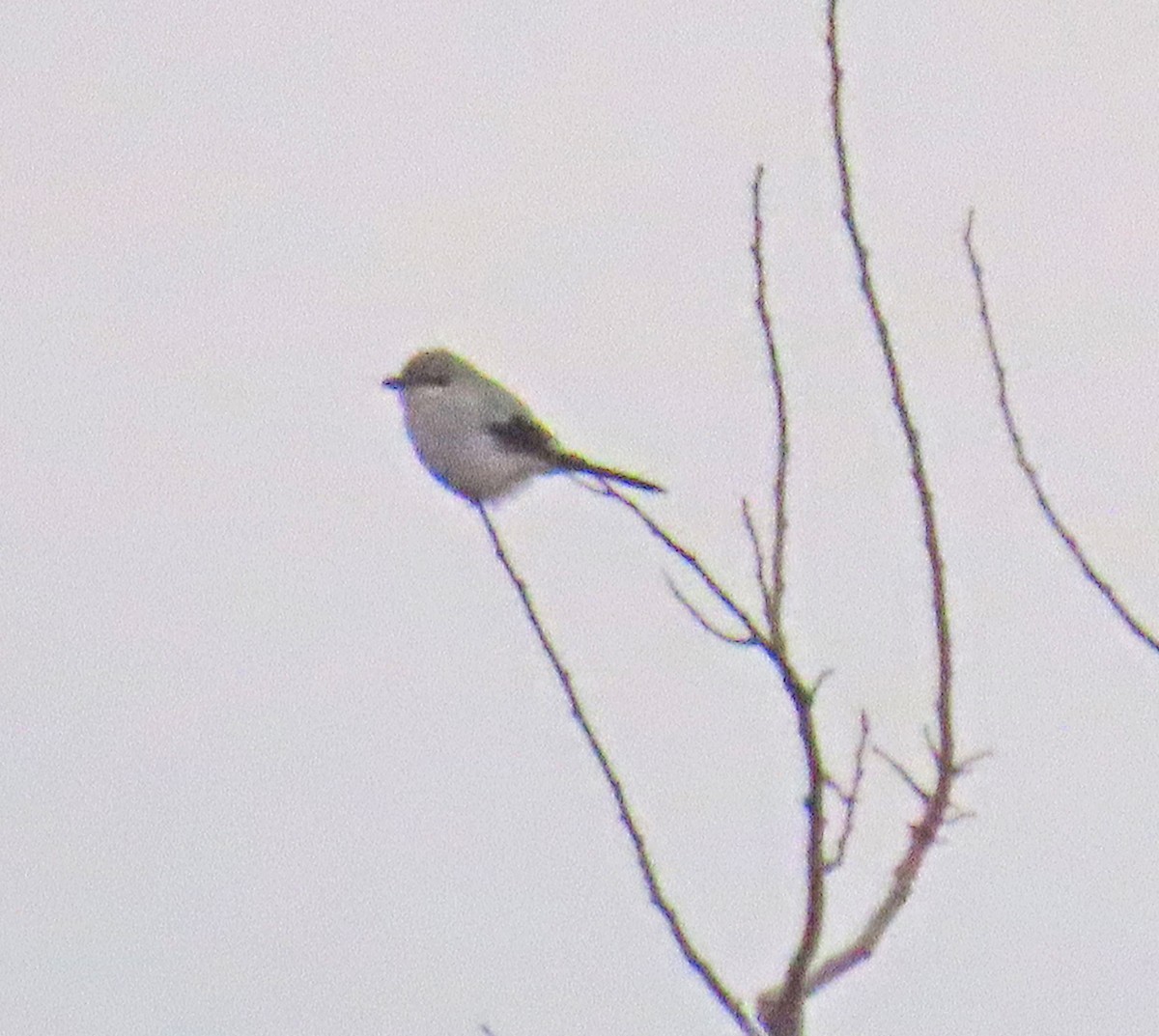 Northern Shrike - ML514901211