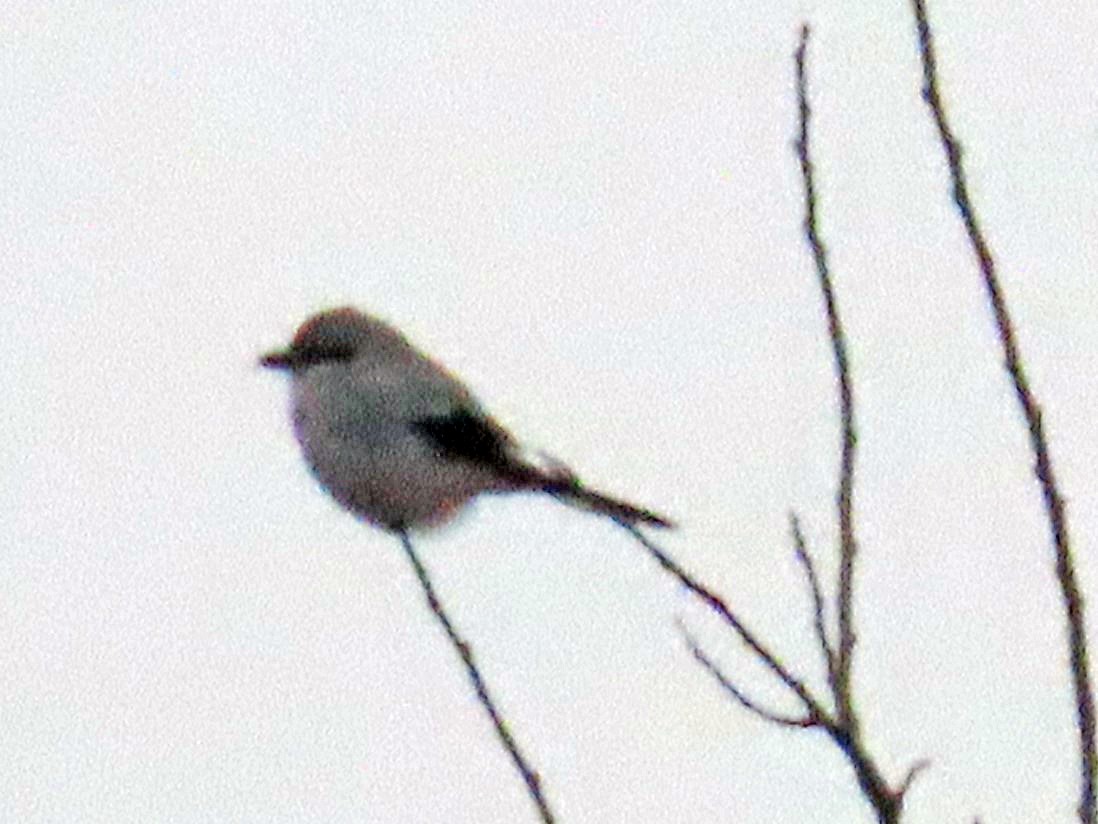 Northern Shrike - ML514901271