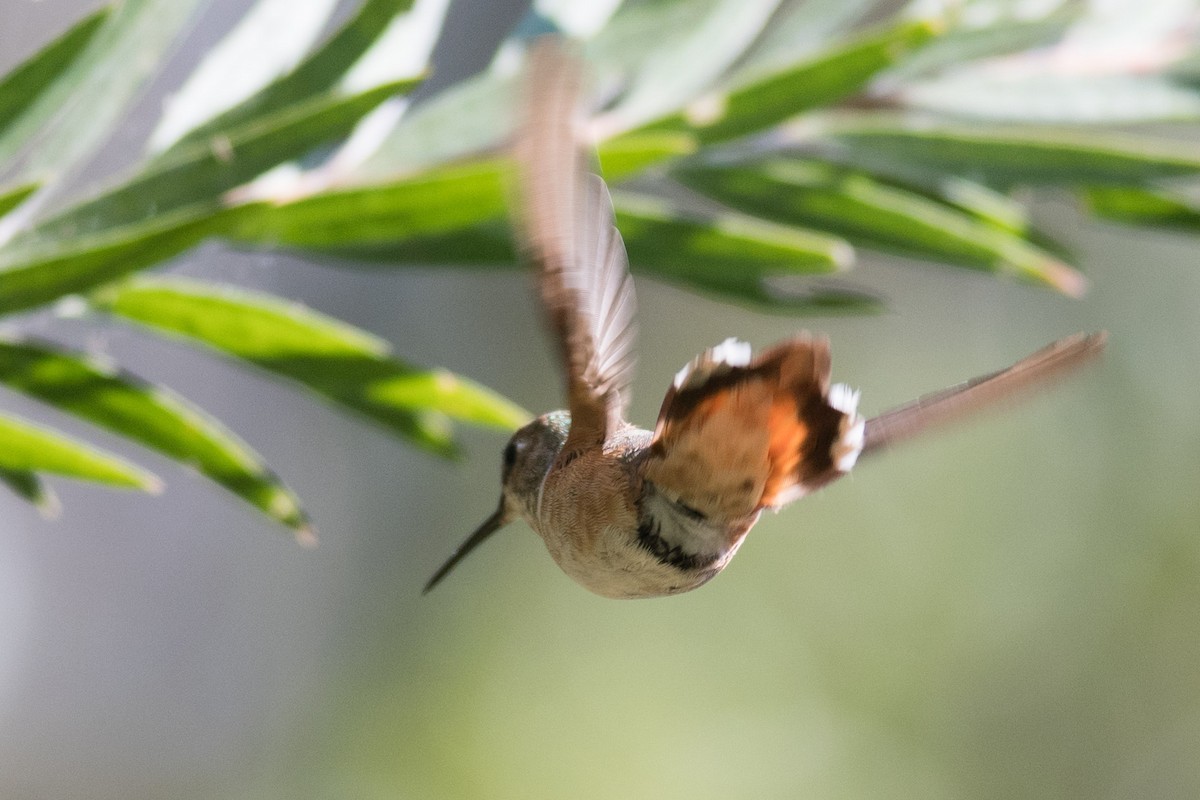 Rufous Hummingbird - Jonathan Mays