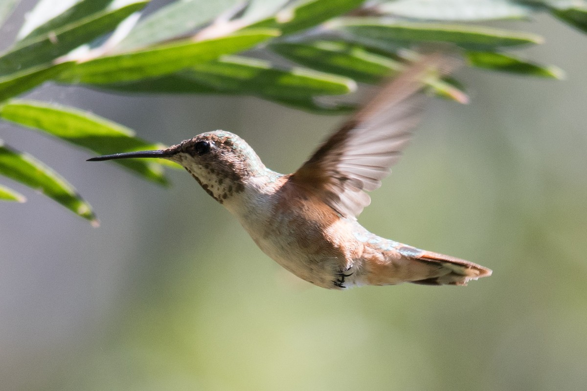 Rufous Hummingbird - Jonathan Mays