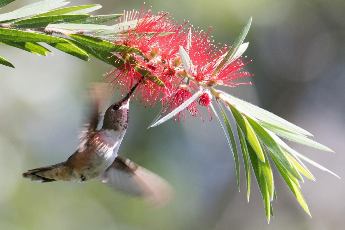 Rufous Hummingbird - ML514902881