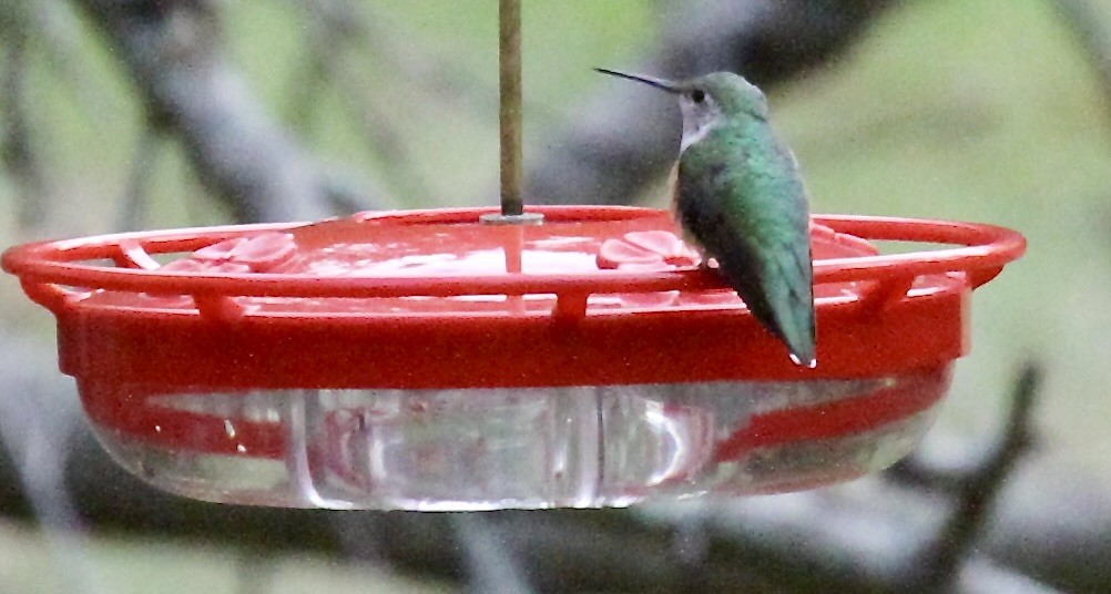 Broad-tailed Hummingbird - ML514903131