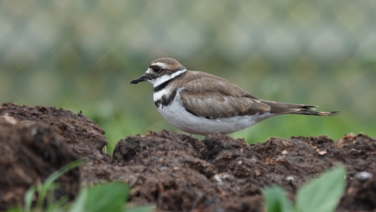 Killdeer - ML514903241