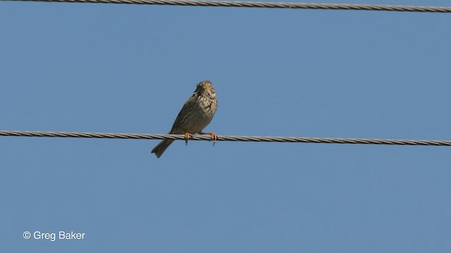 Corn Bunting - ML514903331