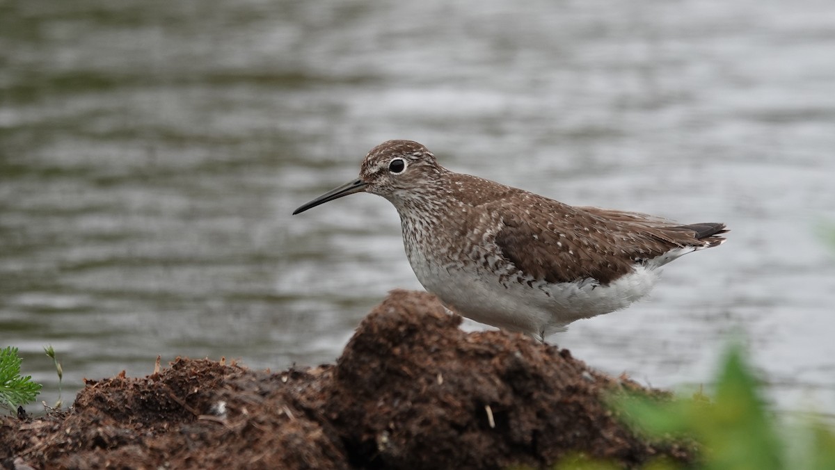 Solitary Sandpiper - ML514903851