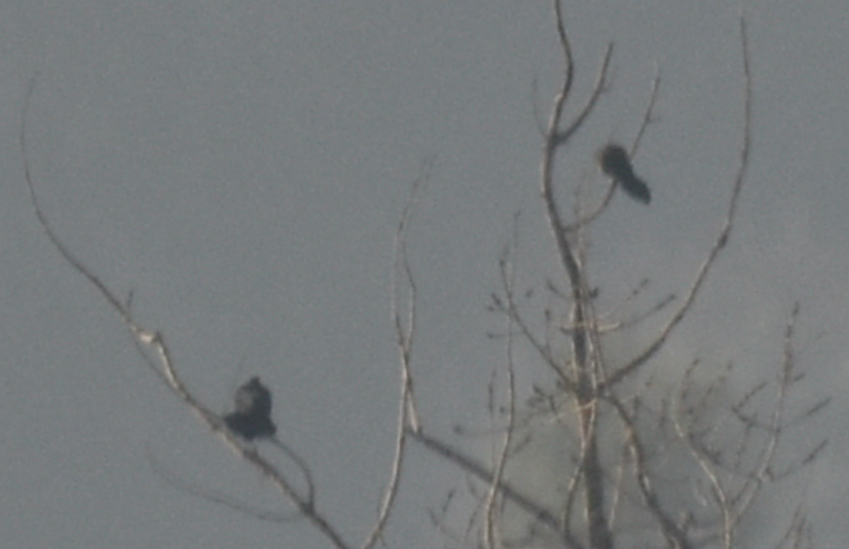 Great-tailed Grackle - ML514904181