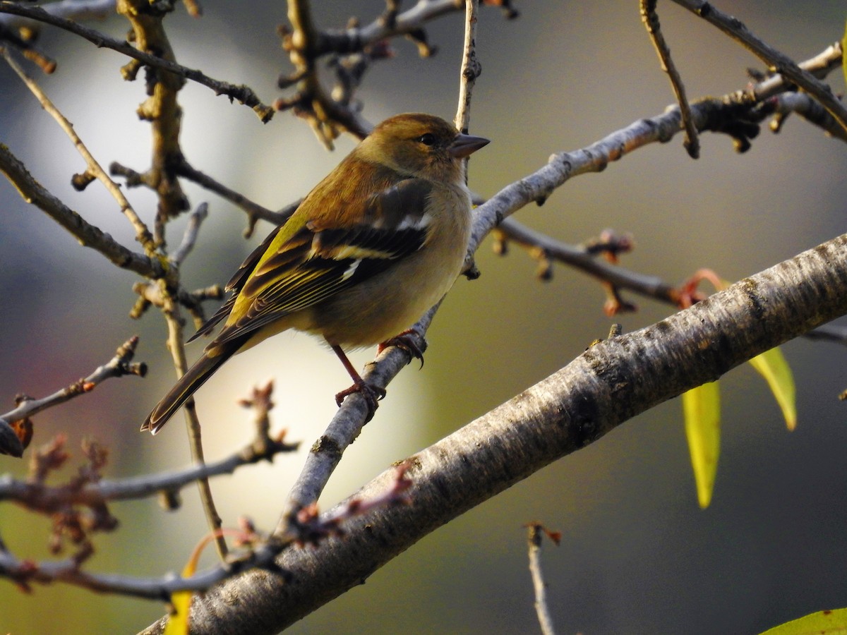 Common Chaffinch - ML514904431