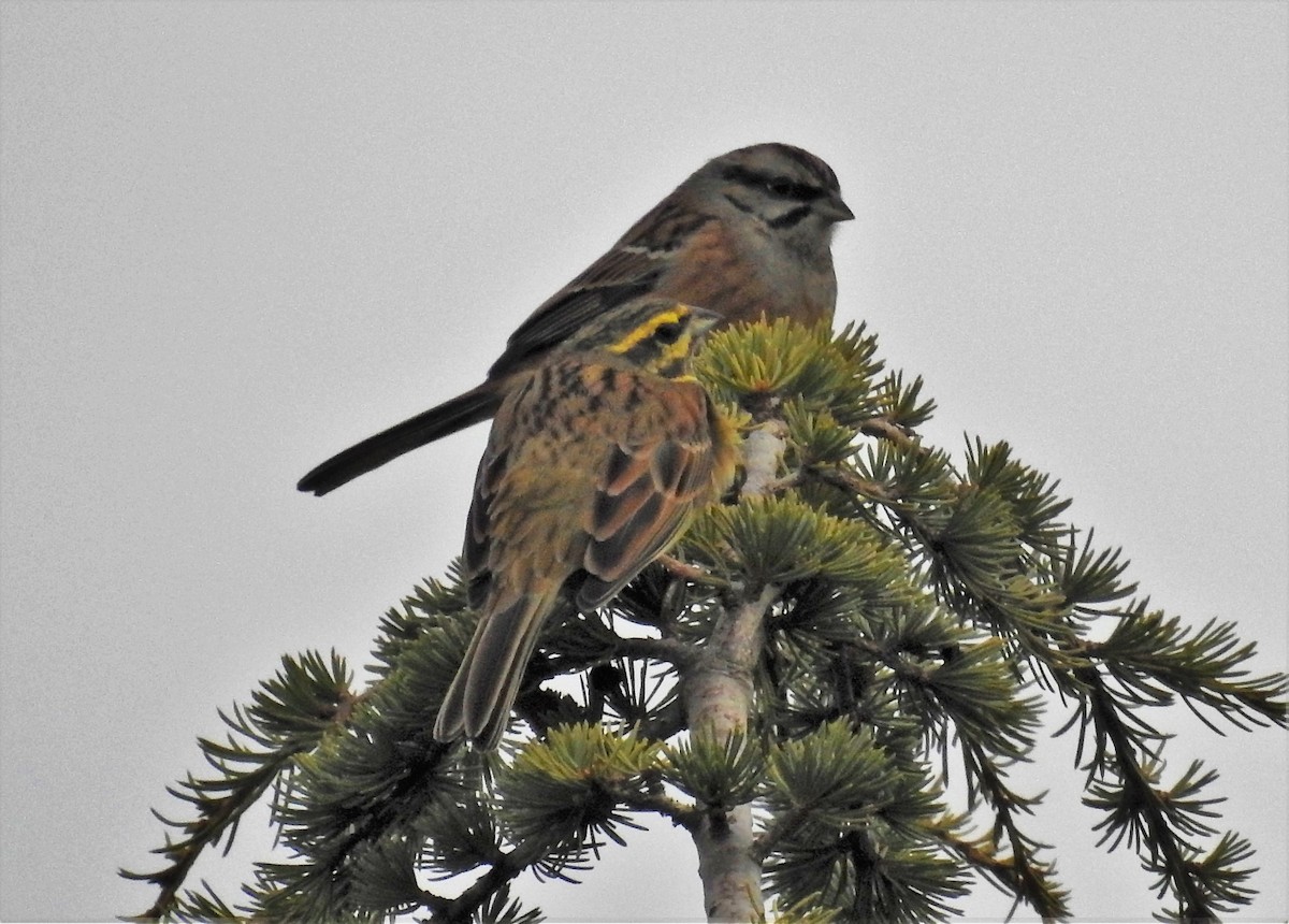 Cirl Bunting - ML514904571