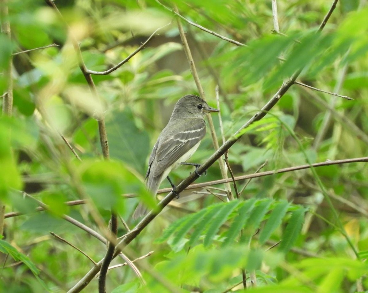 tyranovec olšový - ML514904841