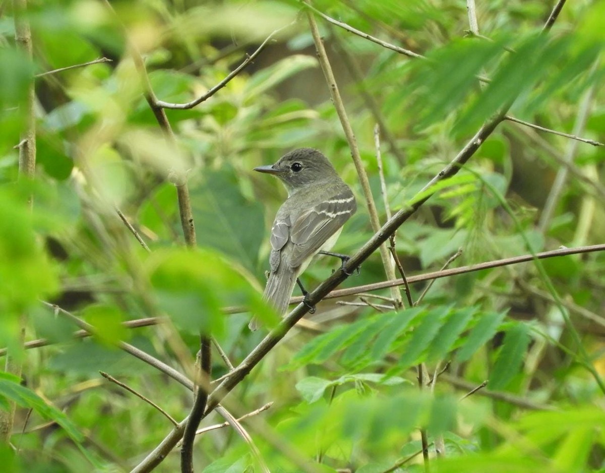 tyranovec olšový - ML514904851