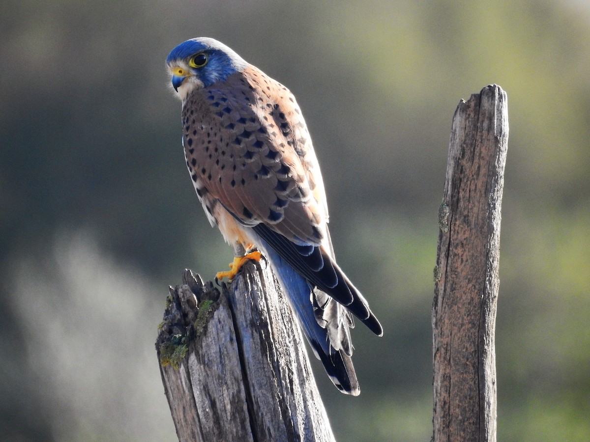 Eurasian Kestrel - ML514905091