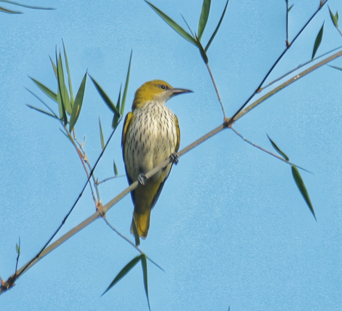 Indian Golden Oriole - ML514906421