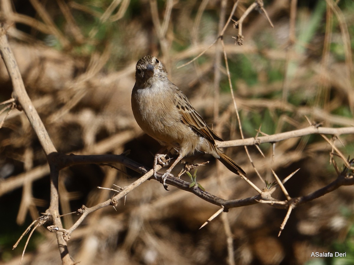 Lark-like Bunting - ML514907431