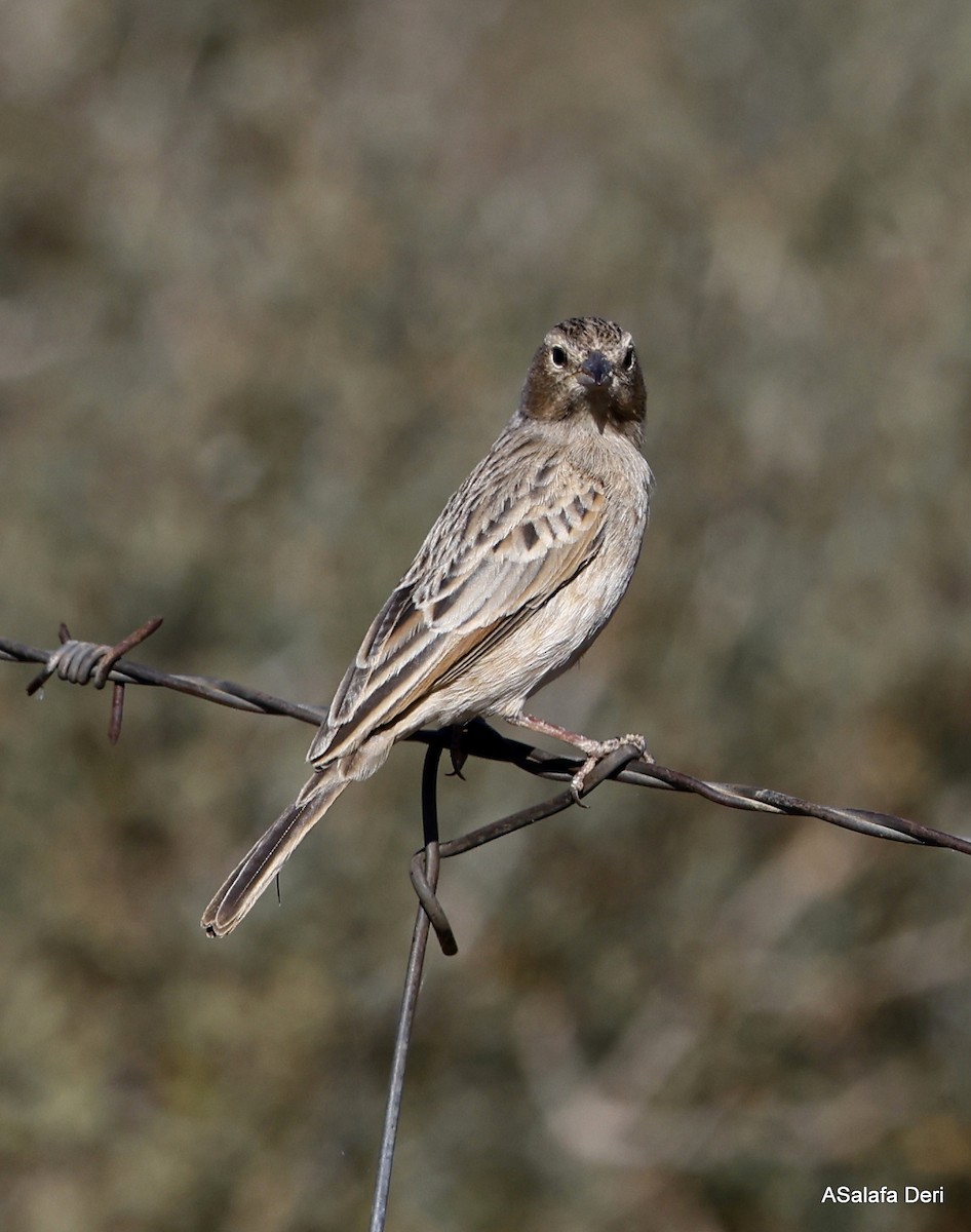 Lark-like Bunting - ML514907471