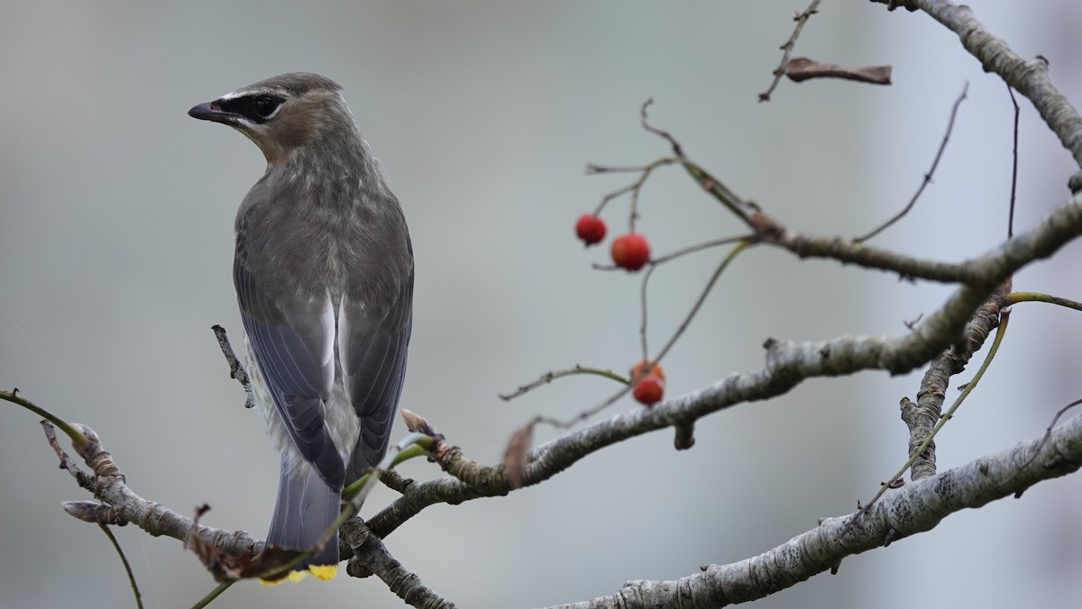 Cedar Waxwing - ML514908181