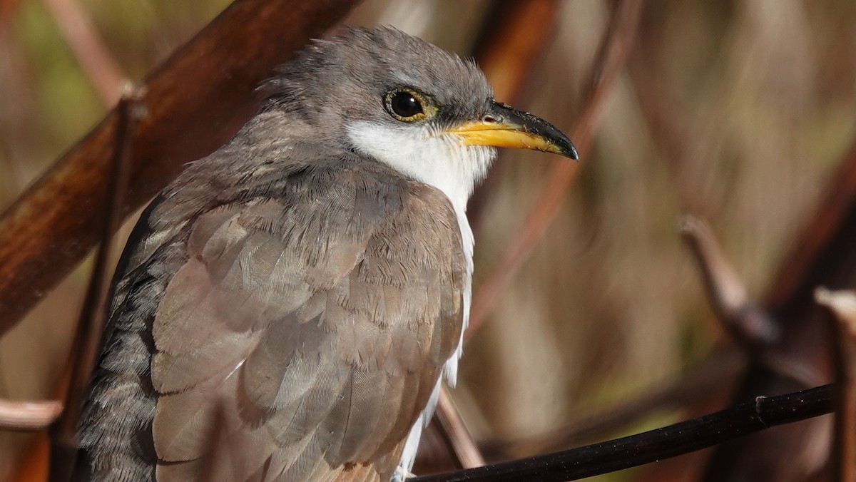 Yellow-billed Cuckoo - ML514909431