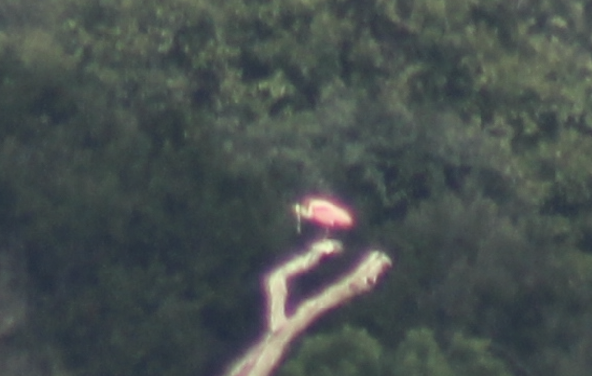 Roseate Spoonbill - ML514909521