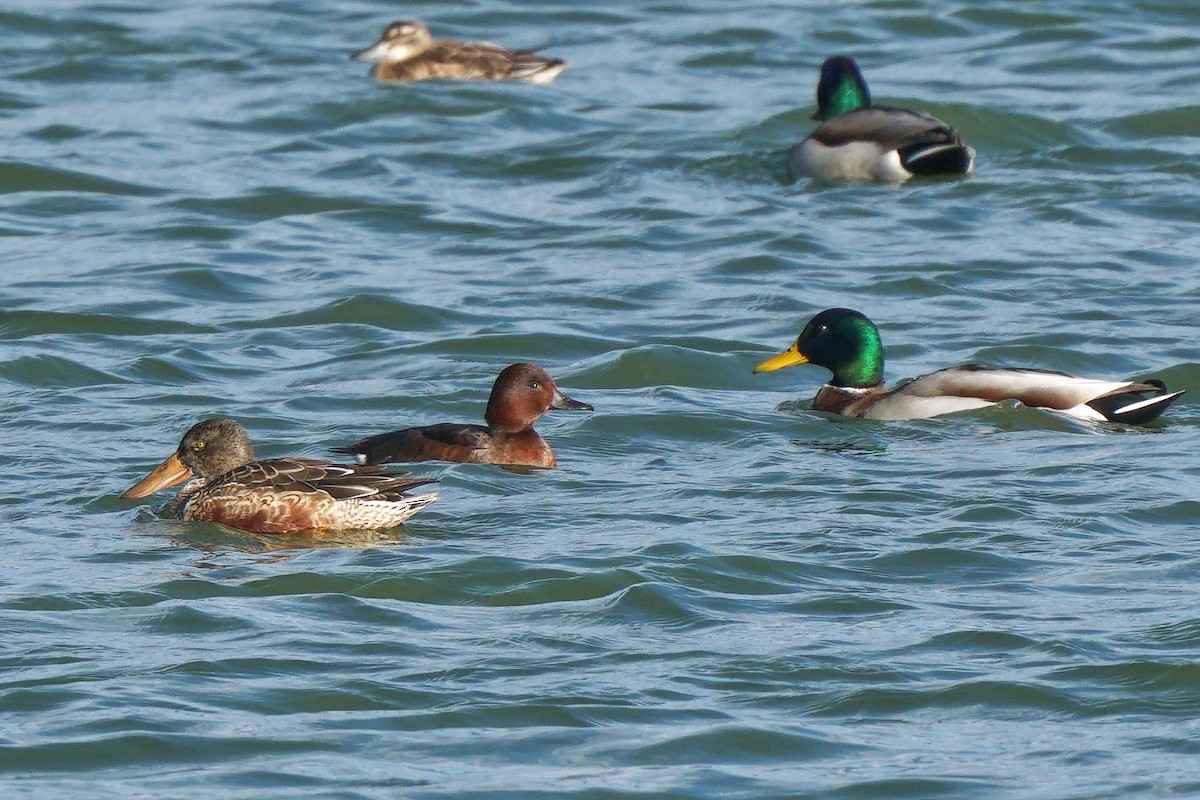 Ferruginous Duck - Miguel Rouco