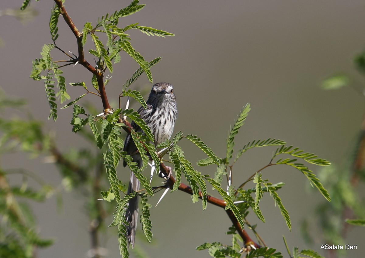 Karoo Prinia - ML514909981